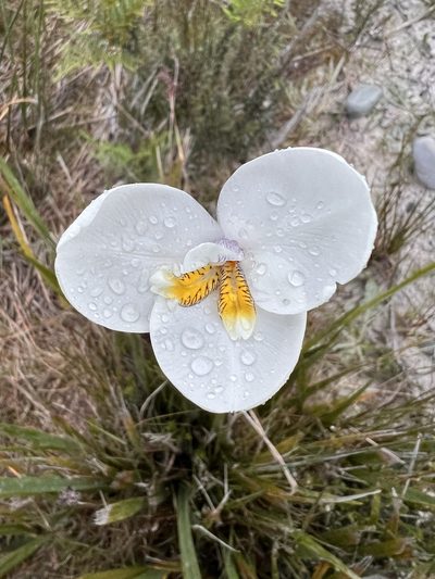 Diplarrena latifolia, photographed by Ramit Singal
