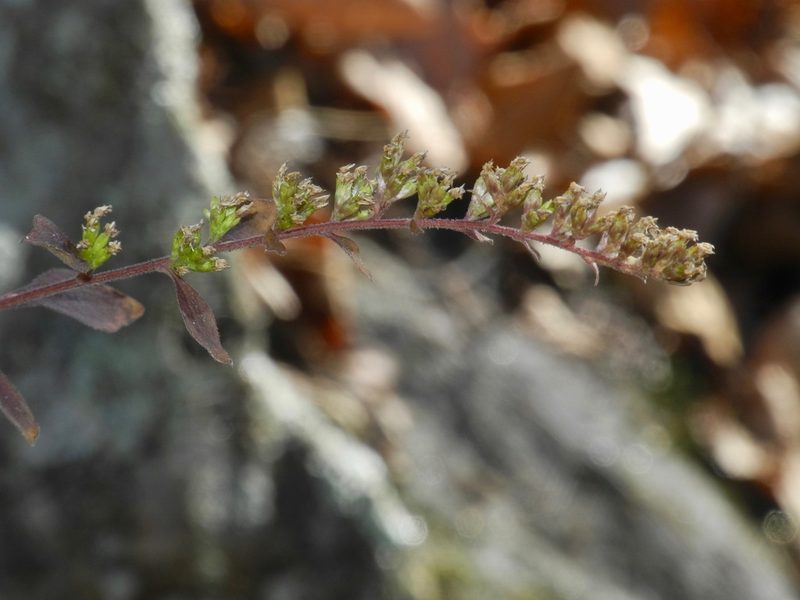 Solidago sphacelata, photographed by Michael J. Papay