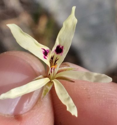 Pelargonium fergusoniae, photographed by kevin koen
