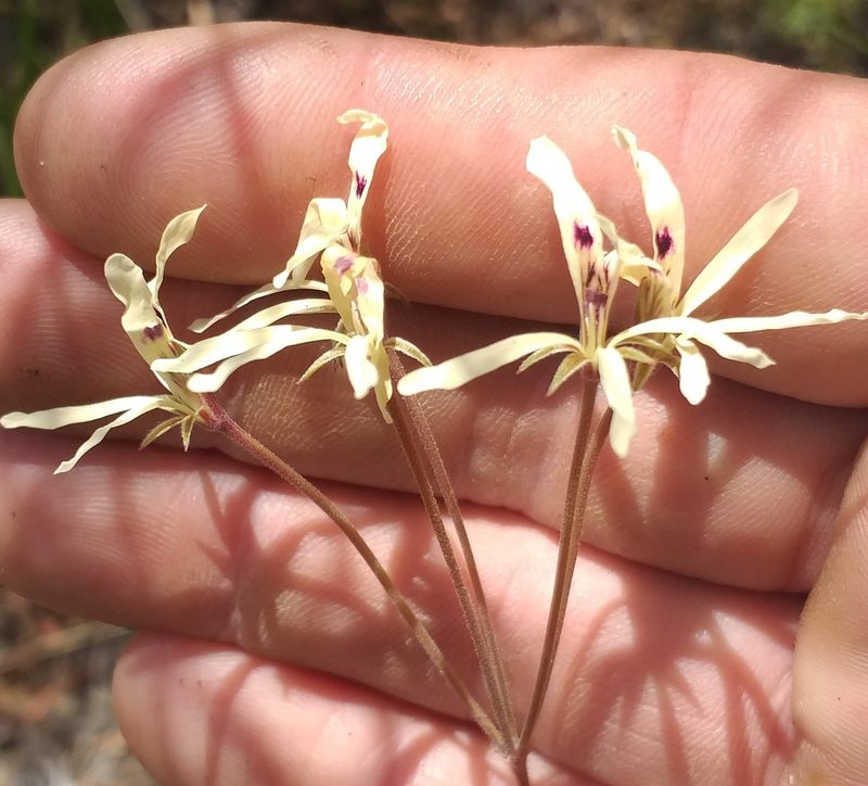 Pelargonium fergusoniae, photographed by kevin koen