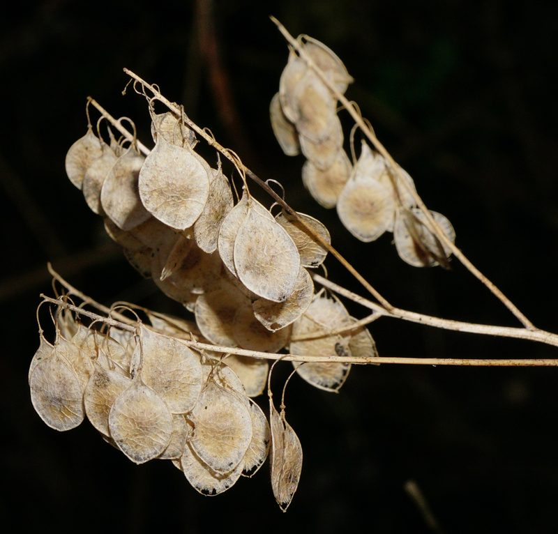 Peltaria alliacea, photographed by Patrick Hacker