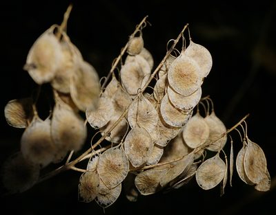 Peltaria alliacea, photographed by Patrick Hacker