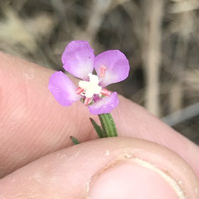 Clarkia delicata, photographed by Amy Huie