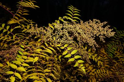 Sorbaria sorbifolia, photographed by Patrick Hacker