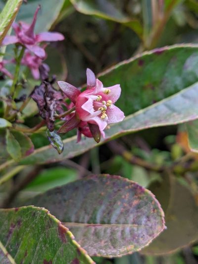 Forgesia racemosa, photographed by Denis Bastianelli