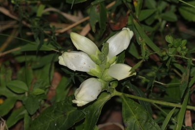 Chelone glabra, photographed by Tom Field