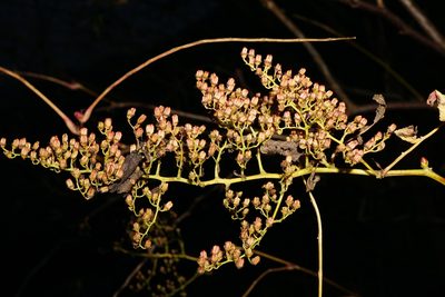 Sorbaria sorbifolia, photographed by Patrick Hacker