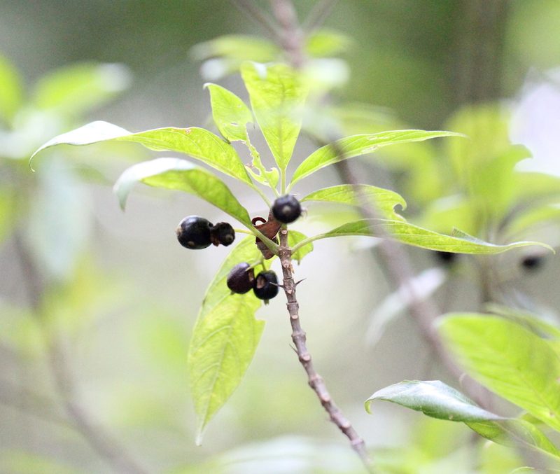 Guettardella chinensis, photographed by Agnes Trekker