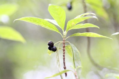 Guettardella chinensis, photographed by Agnes Trekker