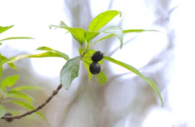 Guettardella chinensis, photographed by Agnes Trekker