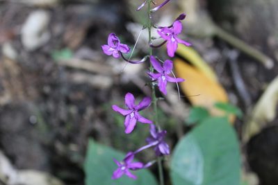 Pseuderanthemum alatum, photographed by Ricard Busquets Reverte