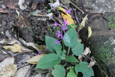 Pseuderanthemum alatum, photographed by Ricard Busquets Reverte