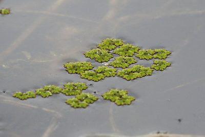 Azolla caroliniana, photographed by Tom Field