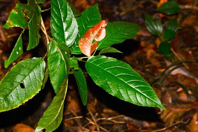 Maesa indica, photographed by S.MORE