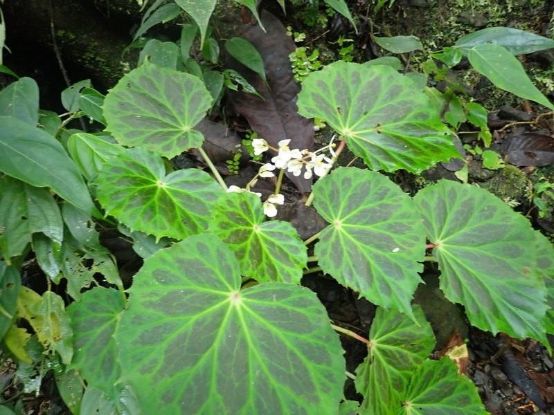 Begonia plebeja, photographed by keesgroenendijk
