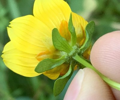Bidens laevis, photographed by natalie
