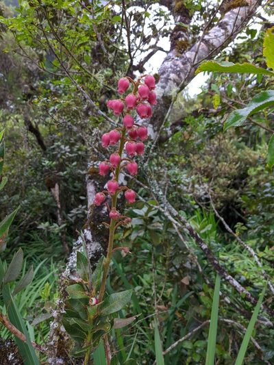 Agarista buxifolia, photographed by Denis Bastianelli