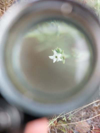 Thesium celatum, photographed by Manuel R Popp