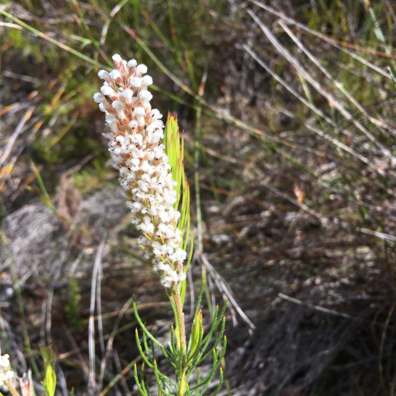 Spatalla curvifolia, photographed by Charleen Brunke