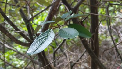 Morisonia cynophallophora, photographed by wverhoeven