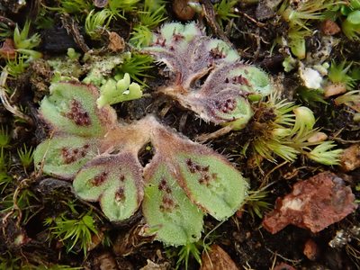 Riccia ciliifera, photographed by Christian Berg