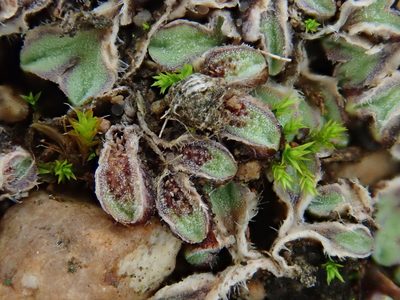 Riccia ciliifera, photographed by Christian Berg