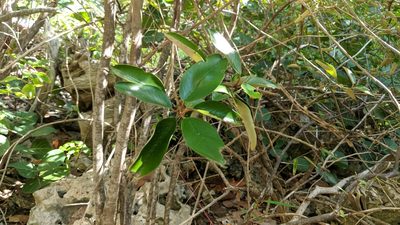 Morisonia cynophallophora, photographed by wverhoeven