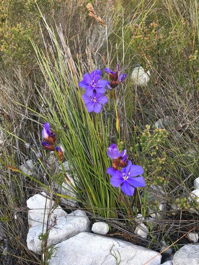 Aristea racemosa, photographed by Charleen Brunke