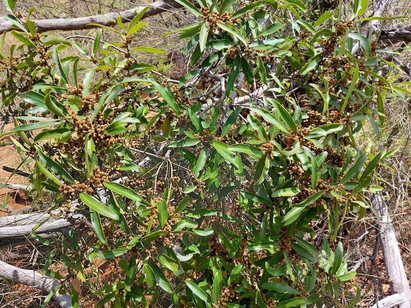 Euclea natalensis, photographed by Manuel R Popp