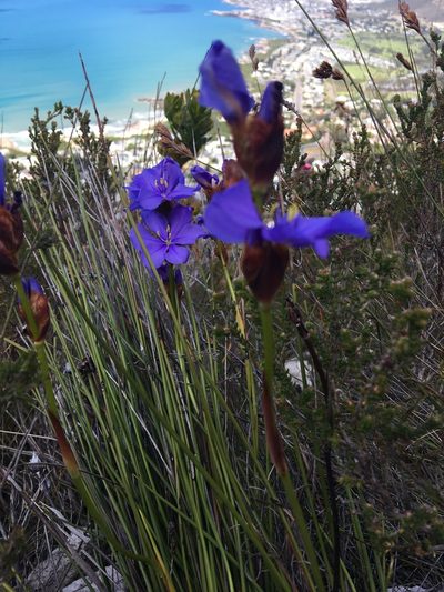 Aristea racemosa, photographed by Charleen Brunke