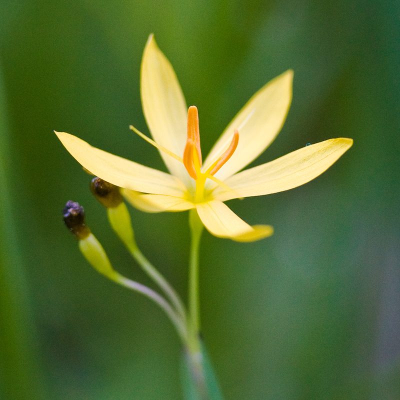Sisyrinchium elmeri, photographed by Ken-ichi Ueda