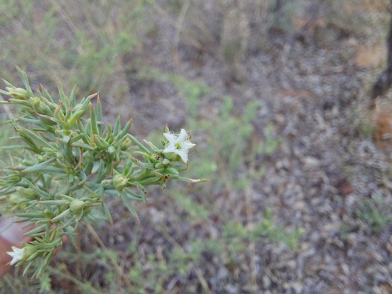 Thesium celatum, photographed by Manuel R Popp