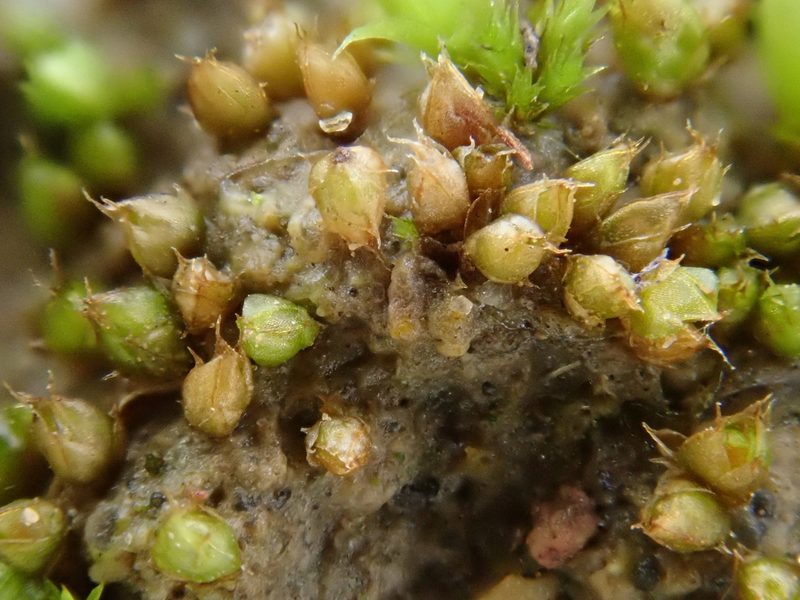 Acaulon triquetrum, photographed by Christian Berg