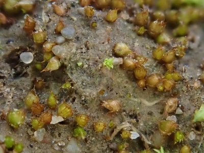 Acaulon triquetrum, photographed by Christian Berg