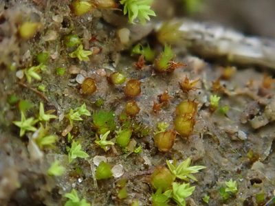 Acaulon triquetrum, photographed by Christian Berg