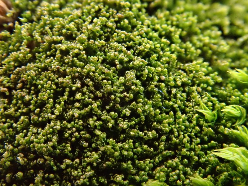 Cephaloziella divaricata, photographed by Christian Berg