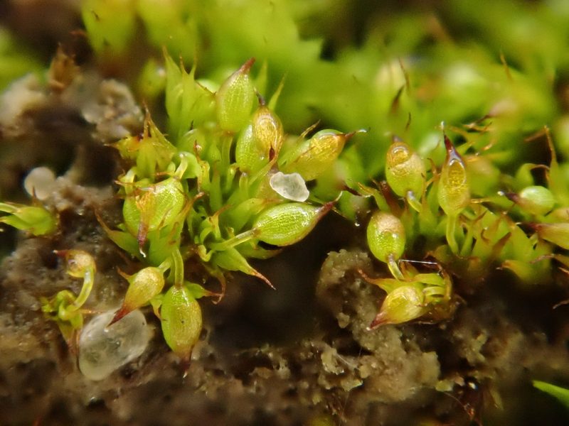 Microbryum curvicollum, photographed by Christian Berg