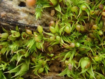 Microbryum curvicollum, photographed by Christian Berg