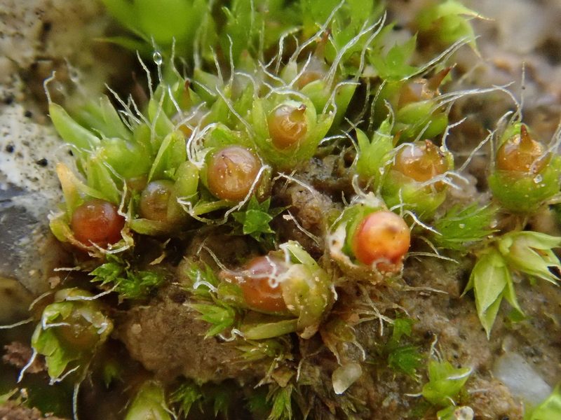 Pterygoneurum subsessile, photographed by Christian Berg
