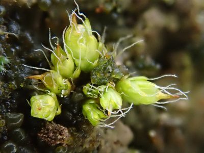 Pterygoneurum subsessile, photographed by Christian Berg