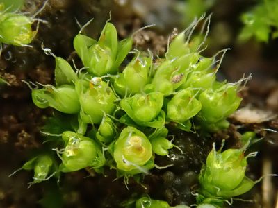 Pterygoneurum subsessile, photographed by Christian Berg