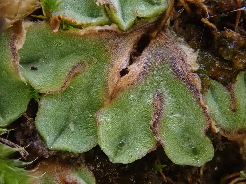 Riccia ciliifera, photographed by Christian Berg