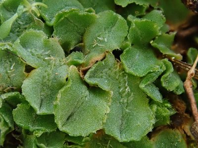 Riccia ciliifera, photographed by Christian Berg