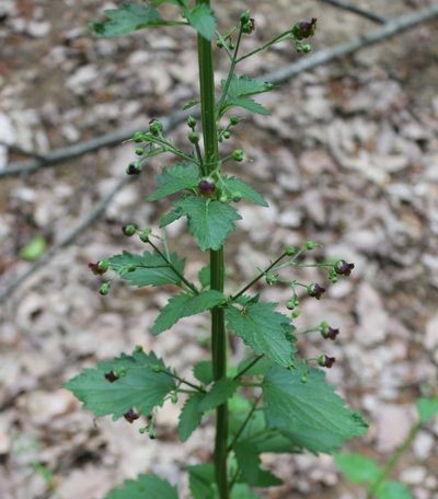 Scrophularia scopolii, photographed by Юрий Данилевский (Yuriy Danilevsky)