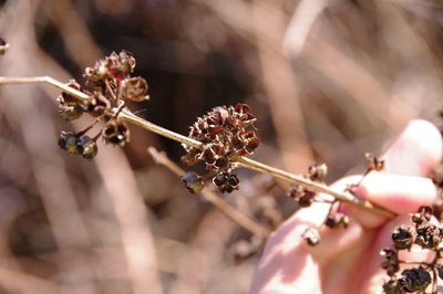 Decodon verticillatus, photographed by Eric Knight
