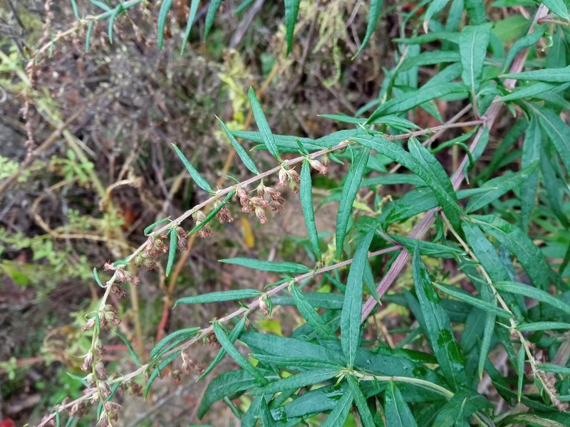 Artemisia verlotiorum, photographed by Josep Gesti