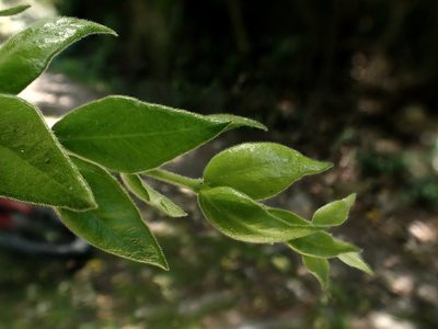 Metrosideros colensoi, photographed by Duncan Cunningham