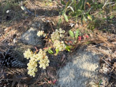 Eriogonum tomentosum, photographed by Darren Oh