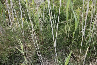 Psoralea fascicularis, photographed by Tony Rebelo