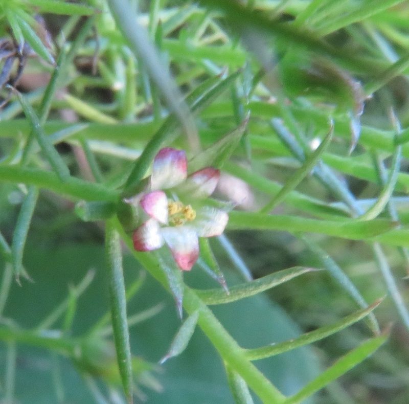 Linum selaginoides, photographed by Bruno Avilez